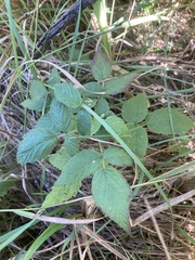 Rubus occidentalis