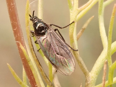 Dilophus febrilis