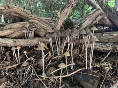 Parasola conopilea