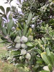 Pittosporum