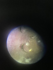 Leptocheirus pinguis