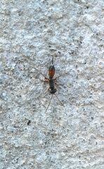 Agrothereutina