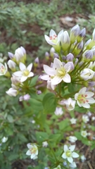 Gentianella microcalyx