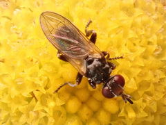 Thecophora