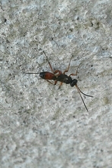 Agrothereutina