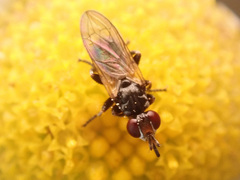 Thecophora