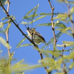 Vireo bellii