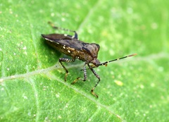 Anasa armigera