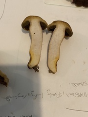 Cortinarius infractus