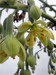 Furcraea parmentieri