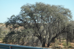 Vachellia erioloba