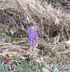 Lupinus formosus
