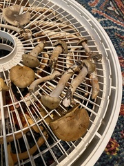 Cortinarius infractus