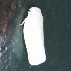 Flatormenis proxima