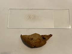 Cortinarius infractus