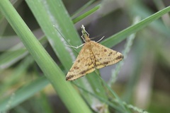 Pyrausta subsequalis
