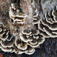 Trametes versicolor