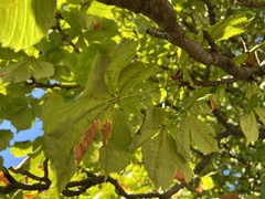 Aesculus hippocastanum