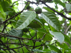 Cordiera sessilis