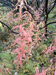 Chamaenerion angustifolium