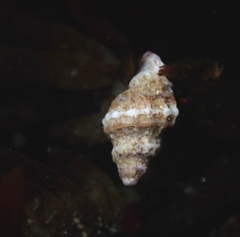 Paciocinebrina atropurpurea