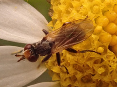 Thecophora