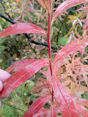 Chamaenerion angustifolium