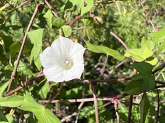 Ipomoea lacunosa