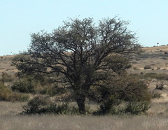 Vachellia erioloba