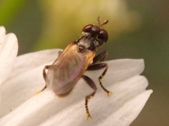 Thecophora