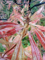 Chamaenerion angustifolium