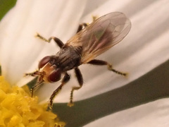 Thecophora