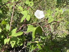 Ipomoea lacunosa