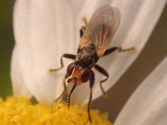 Thecophora