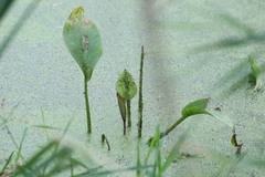 Alisma