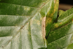 Phyllonorycter maestingella