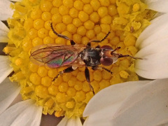 Thecophora