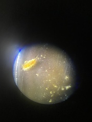 Arthropoda