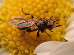 Thecophora