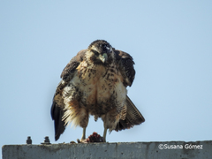 Geranoaetus melanoleucus