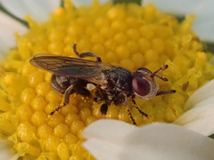 Thecophora