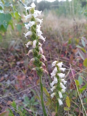Spiranthes cernua