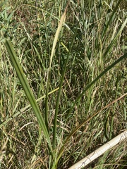 Carex lacustris