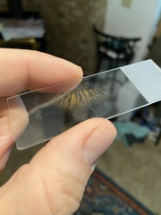 Cortinarius infractus