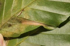 Phyllonorycter maestingella