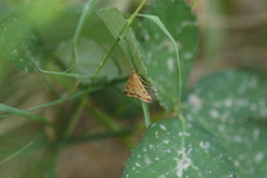 Pyrausta subsequalis
