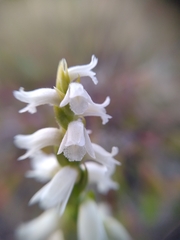 Spiranthes cernua