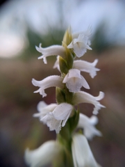 Spiranthes cernua