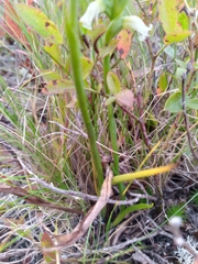 Spiranthes cernua