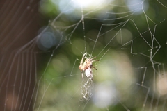 Verrucosa scapofracta